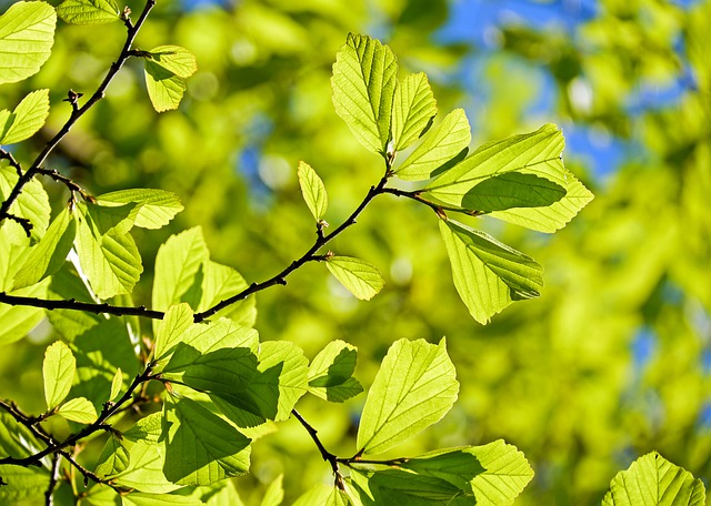 Daun Hijau